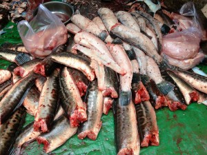 Fresh fish anyone? Siem Reap, Cambodia